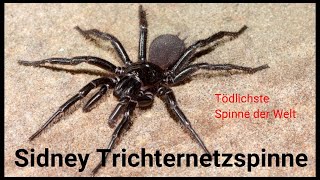 Sydney Trichternetzspinne [upl. by Rutger]