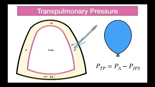 TRANSPULMONARY PRESSURE [upl. by Noled]