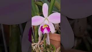 Laelia pumila 랠리아푸밀라 오크라타임페라트리즈OG 2024년 11월 3일 [upl. by Delmore]