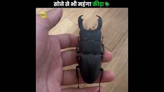 इतना महंगा कीड़ा 😧  Most Expensive Beetle  Stag Beetle  The Fact  shorts facts [upl. by Inavoig]