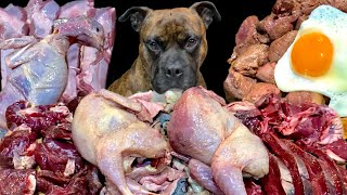 MUKBANG ASMR Dog eating Raw Meats！Omnibus 【American Bully】 [upl. by Bunker]