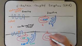 Day 25 GPCR and cAMP [upl. by Hewe]