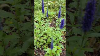 Beautiful Veronica Spicata at the garden beautiful [upl. by Eilata]