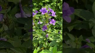 Barleria cristata ornamental barleria [upl. by Nessej]