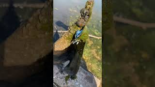 Interesting spinner lure find oklahomafishing savealure fishing [upl. by Kiraa]