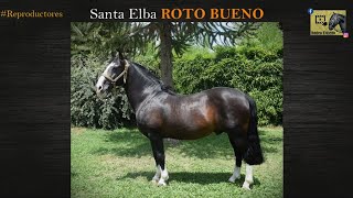 SANTA ELBA ROTO BUENO  CRIADERO DON CHITITO [upl. by Cloots176]