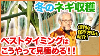 冬のネギの収穫の仕方！最適なタイミングの見極め方と便利な保存のコツを紹介！【家庭菜園】【長ネギ】【冬ねぎ】 [upl. by Coltun]