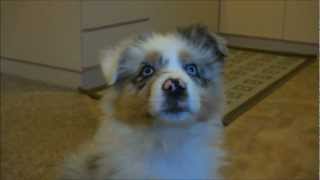 Australian Shepherd Puppy Meets A Balloon [upl. by Anastos]