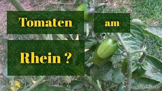 Riesen Mengen Tomaten Wassermelonen Nachtschatten am Rhein [upl. by Larok]