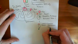 The Intrinsic Pathway of Apoptosis Part 5 [upl. by Enobe639]