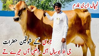 Lajpal dairy farm Australian friesian cows and pure jersey for sale in pakistan Hfcows biganimal [upl. by Lynnette]