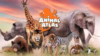 Animal Atlas  Main Theme Smile Version [upl. by Adnawad]