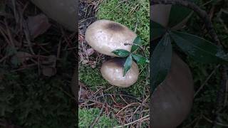 Corro de llanegasyoutubeshorts mushroom llanegas nature funghi hygrophoruslatitabundus [upl. by Dalli598]