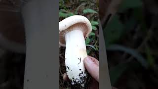 TOZLU GAYPAŞUK MANTARIHYGROPHORUS PUDORİNUS BOLU [upl. by Sedgewinn]