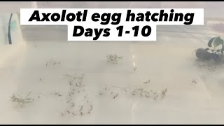 Axolotl Eggs Hatching Days 110 Stay until the end to see them all hatch axolotl axolotls [upl. by Atronna]