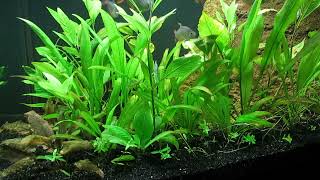 75Gallon LowTech Aquascape Update 10723 [upl. by Gavrielle]