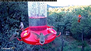 Amazing Hummingbird Diversity On Display At West Texas Feeders – Aug 5 2021 [upl. by Anniram]