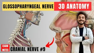 glossopharyngeal nerve anatomy  9th facial nerve anatomy  cranial nerve anatomy  maxillary nerve [upl. by Anallese]