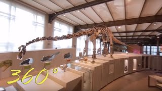 360° drone in het museum voor natuurwetenschappen Brussel [upl. by Ward881]