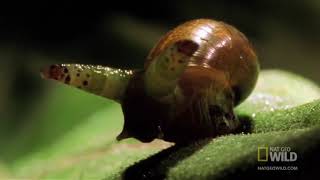 Lumaca Zombie  Zombie Snails Worlds Deadliest by Nat Geo WILD [upl. by Egamlat]