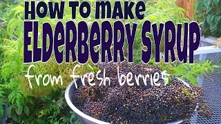 How To Make Elderberry Syrup From FRESH Berries [upl. by Euqinitram]