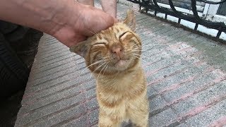 Ginger cat purring so strange like a pigeon [upl. by Annaynek]