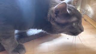 Cat coughs up hairball and farts really loud [upl. by Elbag]