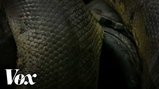 Discoverys quotEaten Alivequot factchecked by an actual snake scientist [upl. by Oznola]