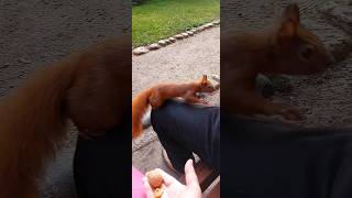 Lass sie 🌰 rollen 🐿❤️ squirrel eichhörnchen [upl. by Druci245]