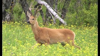 Jagd auf den Sibirischen Rehbock  Schwarze Erde starke Böcke [upl. by Orose494]