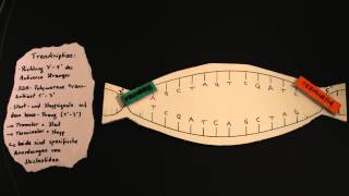 ProteinbiosyntheseTranskription und mRNAProzessierung [upl. by Higbee]