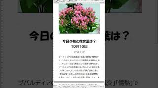 ＃花＃花言葉お花のある生活＃今日の花と花言葉は？１分で簡単解説 １０月１０日 [upl. by Lali]