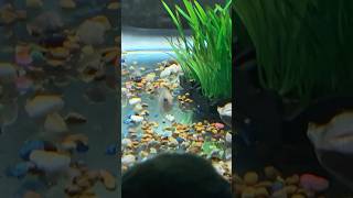 Convict cichlid just chillin shorts aquarium cichlid [upl. by Nyleve]