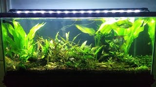 75 gallon freshwater  Tank cleaning [upl. by Aizti]