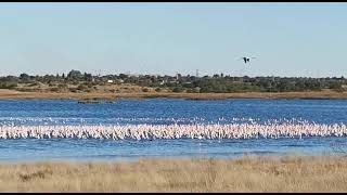 Kimberleys Flamingo Population 27 Junie 2021  Mike Bolhuis [upl. by Anits]