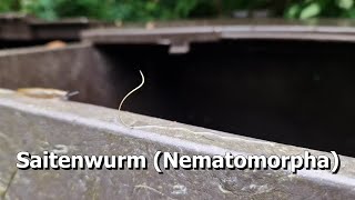 Saitenwurm Nematomorpha [upl. by Lleznod]