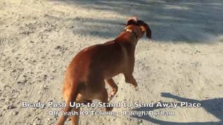 10mo Rhodesian Ridgeback quotBradyquot Before and After  Rhodesian Ridgeback Training Raleigh Durham [upl. by Dor863]