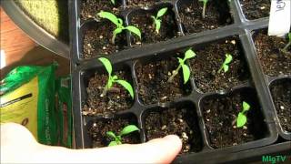 Heirloom Tomato Update [upl. by Sophey]