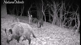 Jabalíes Asustan Zorro Wild Boar Frighten Fox con GardePro E5S [upl. by Osgood465]