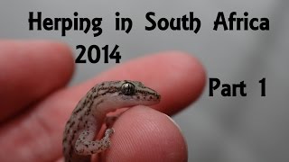 Herping  catching wild reptiles and amphibians in South Africa 2014 Part 1 FullHD [upl. by Nnylaehs]