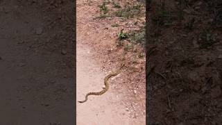 Bryce Canyon Navajo Trail Rattlesnake crossing trail [upl. by Lahpos]