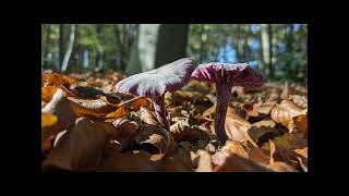 Paddestoelen op Landgoed Zwaluwenburg [upl. by Pappano]