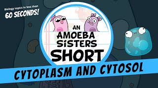 Cytoplasm and Cytosol  Amoeba Sisters Shorts [upl. by Ellezig]