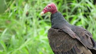 Turkey Vulture Cathartes aura [upl. by Haymo412]