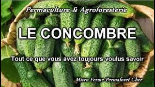 🌱 CONCOMBRE  quotCORNICHONquot DE A à Z AU JARDIN POTAGER EN PERMACULTURE DOCUMENTAIRE NATURE Planter [upl. by Ahsaten]