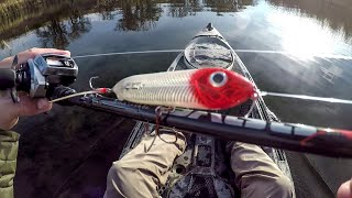 Fall Topwater Fishing Big Smallies And Pike [upl. by Burkhard]