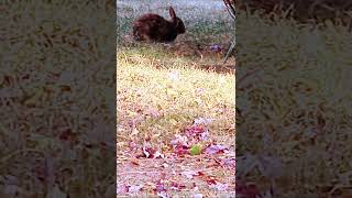 Happy Morning Feed 🌈 EUROPEAN RABBIT Oryctolagus cuniculus or CONEYnature rabbitsworldwide [upl. by Aruasor]