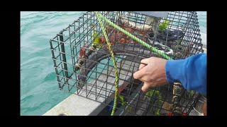 Kaikoura Crayfish fishing NZ [upl. by Neddra578]