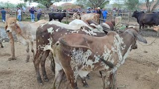 feira de gado de CachoeirinhaPe 3052024 preço atualizado nordeste agro nelore sindi guzerá [upl. by Nyladnek]