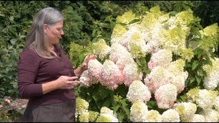 Which Panicle Hydrangea is Right For You  Part One Fullsized Hydrangeas [upl. by Edieh]